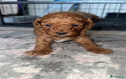 Toy Poodle dogs for sale: Toy poodles deep red. 2 - Image 10
