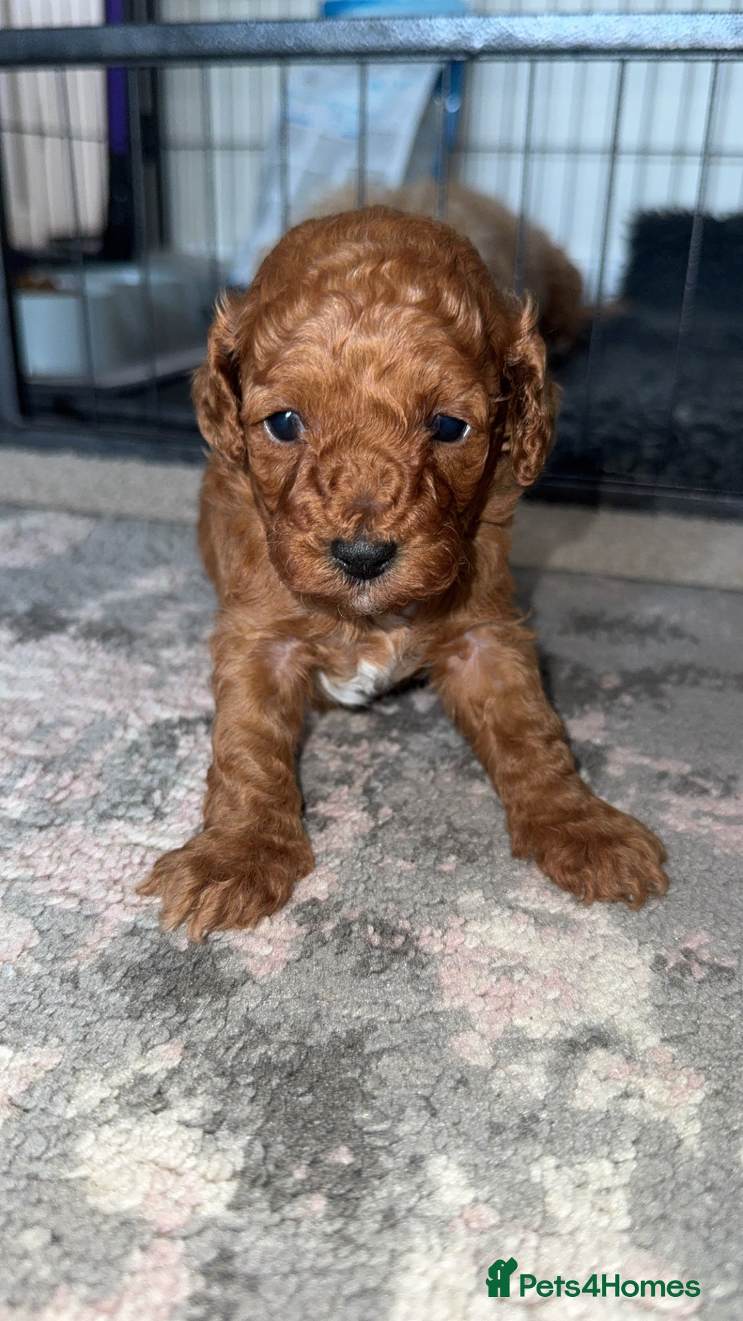 Toy Poodle dogs for sale: Toy poodles deep red. 2 - Image 10