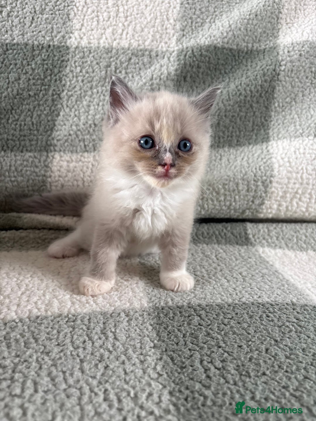 Ragdoll cats for sale: Ragdoll’s for sale!  - Image 5