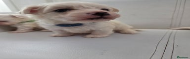 Maltese Puppy 1