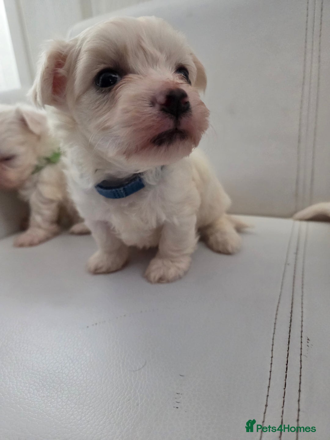 Maltese dogs for sale: Minture Mini Maltese puppies  - Advert 7