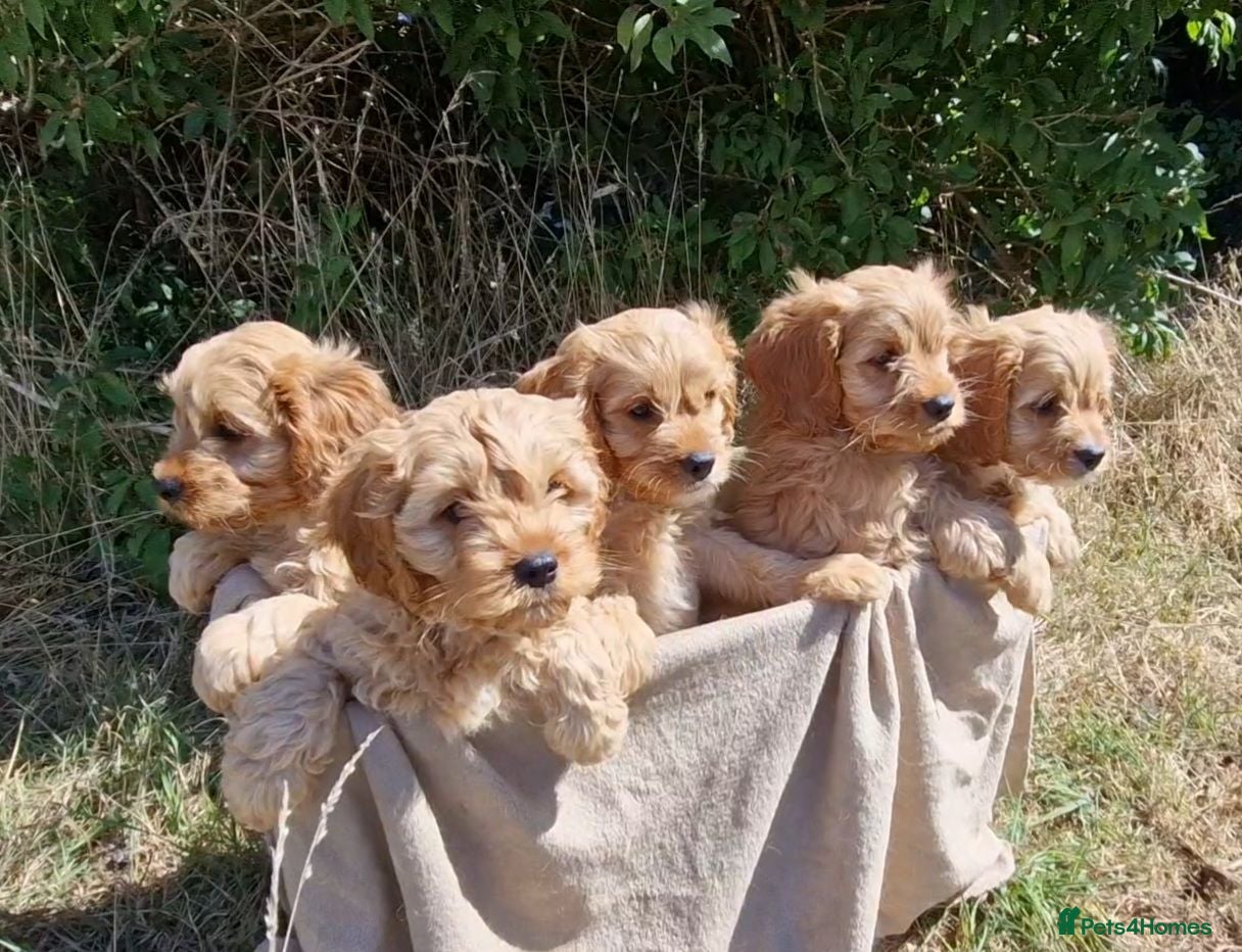 Cavapoo dogs Cuddly Cavapoos Ready Now! - Advert 10