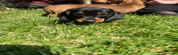 Dachshund dogs for sale: Female dachshund puppy  - Advert 7