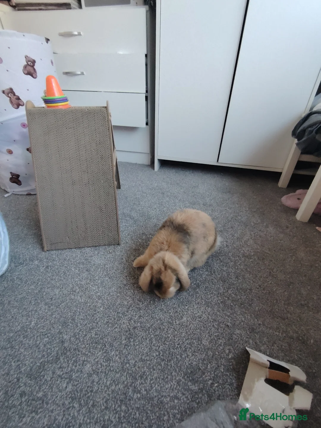 Mini Lop rabbits for sale: Female Mini Lop in Carshalton - Advert 4