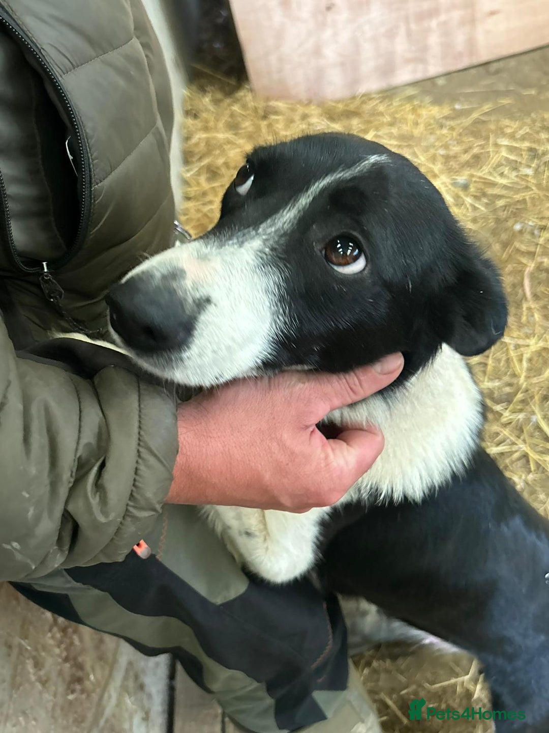 Border Collie dogs for sale: Broxi the border collie - Image 3