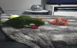 Parrots birds for sale: Amazon parrot for sale  - Image 6