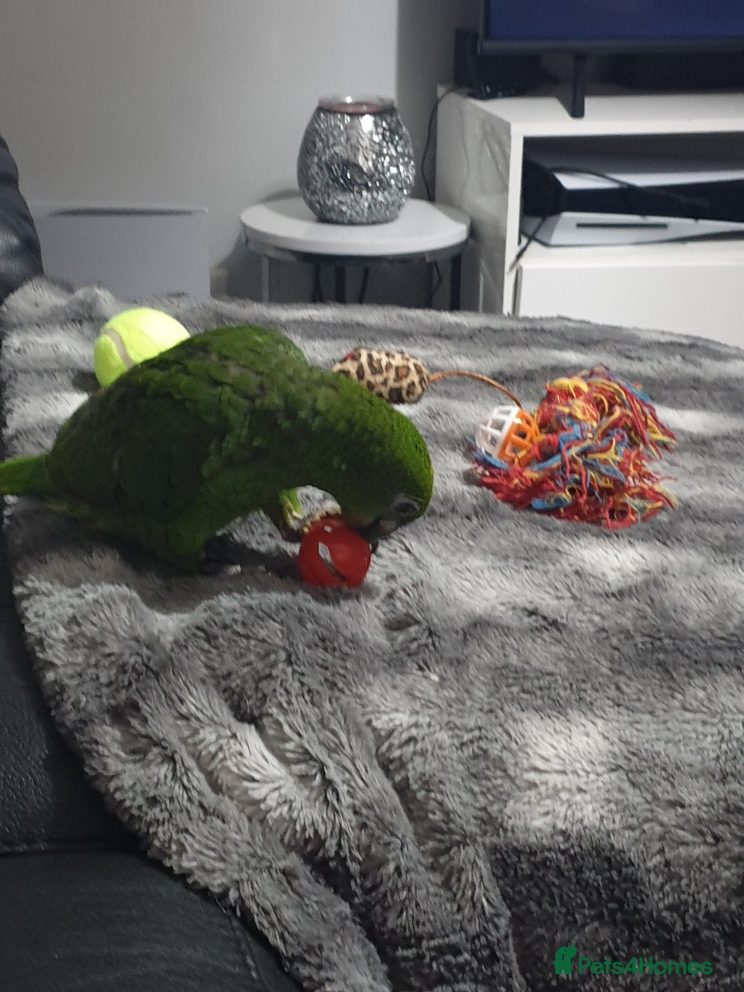 Parrots birds for sale: Amazon parrot for sale  - Image 6