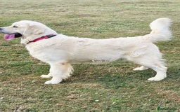 Golden Retriever dogs for stud: *Fully DNA clear, A/A 0/0, KC show lines for stud* - Image 4