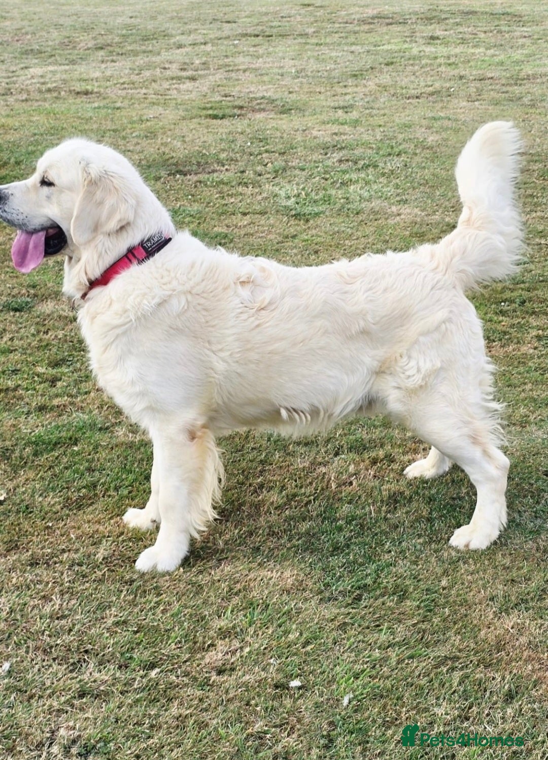 Golden Retriever dogs for stud: *Fully DNA clear, A/A 0/0, KC show lines for stud* - Image 4