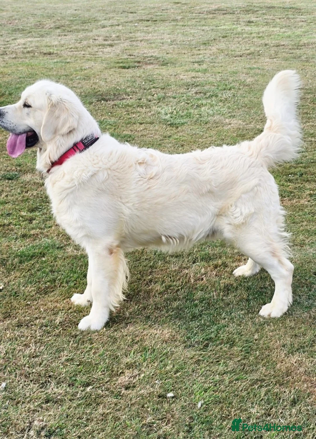Golden Retriever dogs for stud: *Fully DNA clear, A/A 0/0, KC show lines for stud* - Advert 5