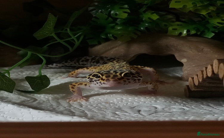Leopard Gecko reptiles Leopard Gecko for sale with full set up. - Advert 1