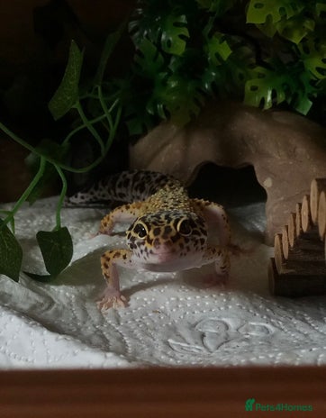 Leopard Gecko reptiles Leopard Gecko for sale with full set up. - Advert 1