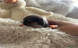 Chihuahua dogs for sale: 🔥🔥stunning chihuahua pups🔥🔥 - Image 8