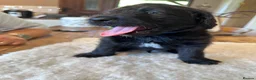 Labradoodle dogs for sale: Beautiful happy labradoodle puppies Ready 15.07.26 - Advert 7