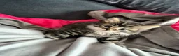 Mixed Breed cats for sale: Adorable Kittens for sale - Advert 13