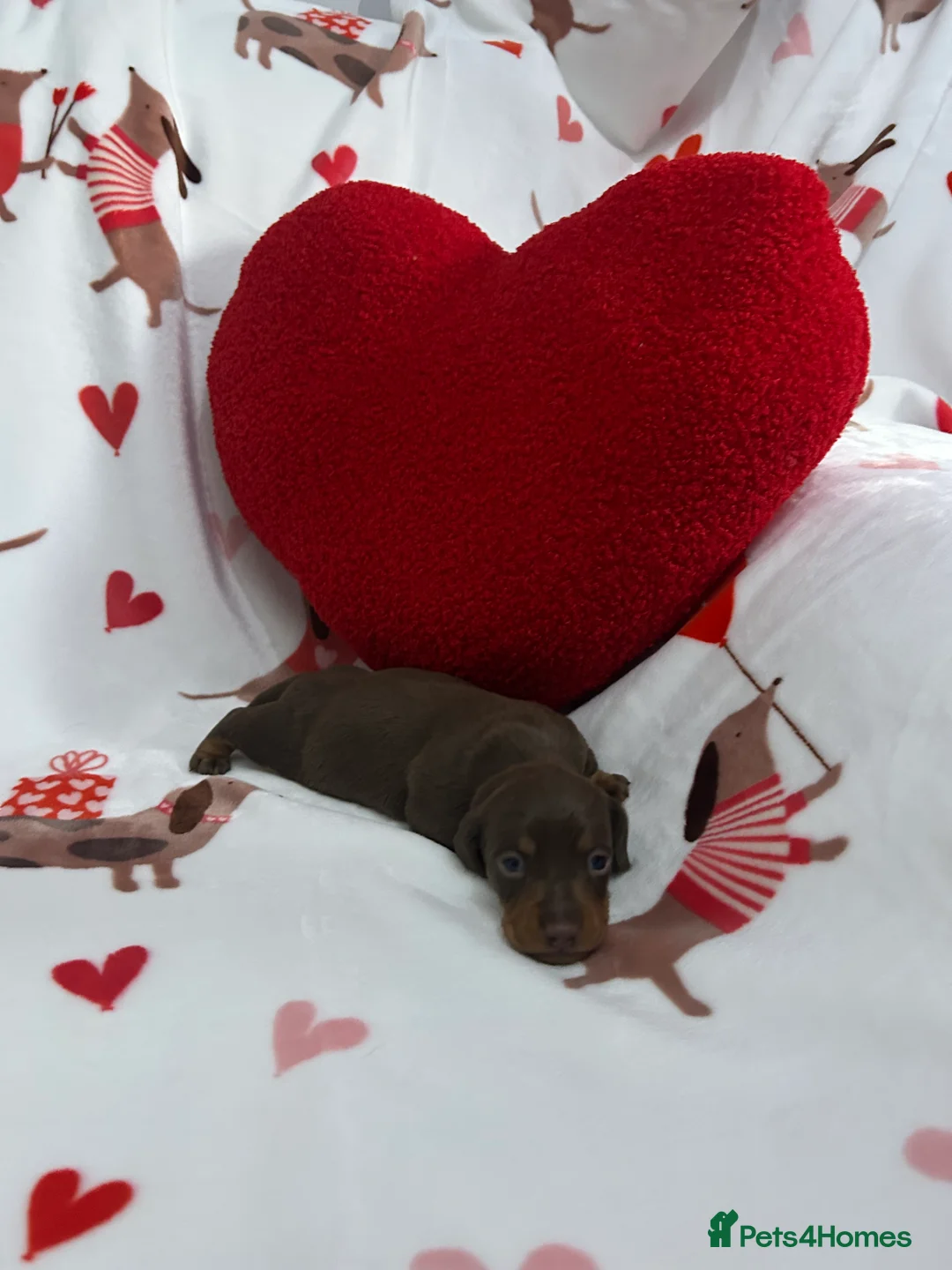 Miniature Dachshund dogs for sale: KC Reg Miniature Smooth Dachshund  - Advert 15