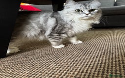 Maine Coon cats for sale: Ciri  - Image 9