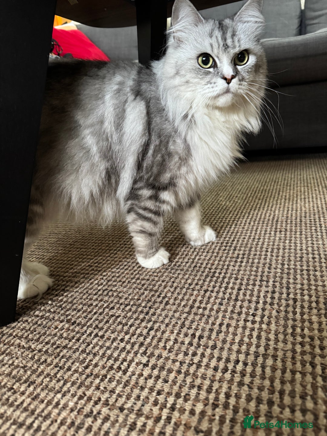 Maine Coon cats for sale: Ciri  - Image 9