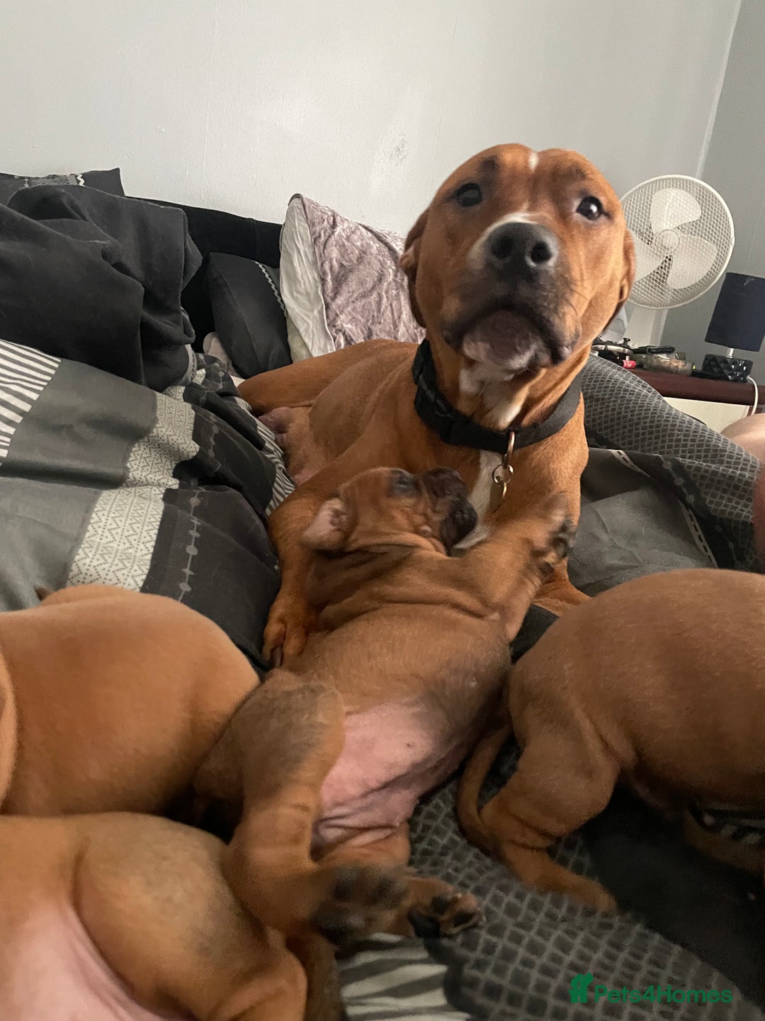 Mixed Breed dogs for sale: Long leg staff  - Image 9