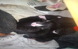 British Shorthair cats for sale: 3 days old kittens ready in 12 weeks - Image 2