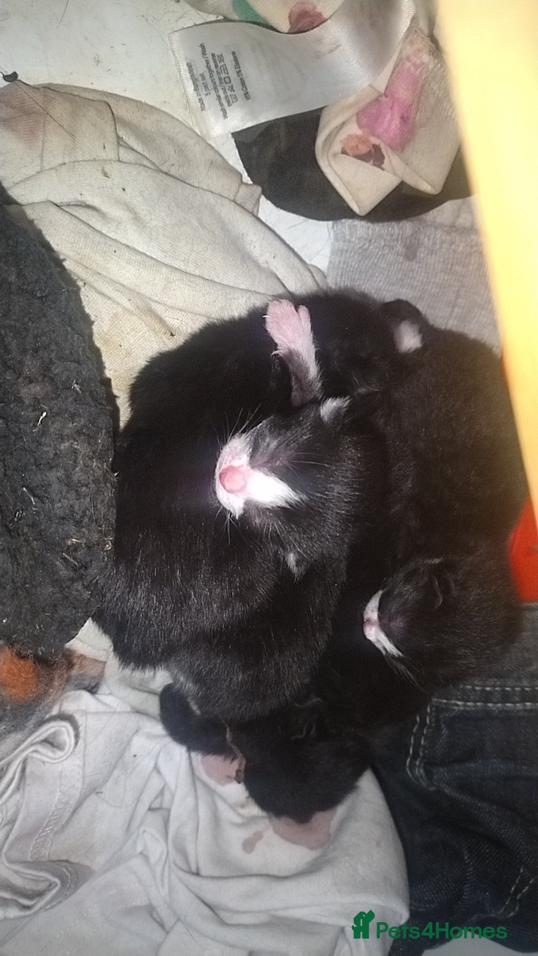 British Shorthair cats for sale: 3 days old kittens ready in 12 weeks - Image 2