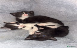 Domestic Shorthair cats for sale: 3 sweet black and white kittens  - Image 5