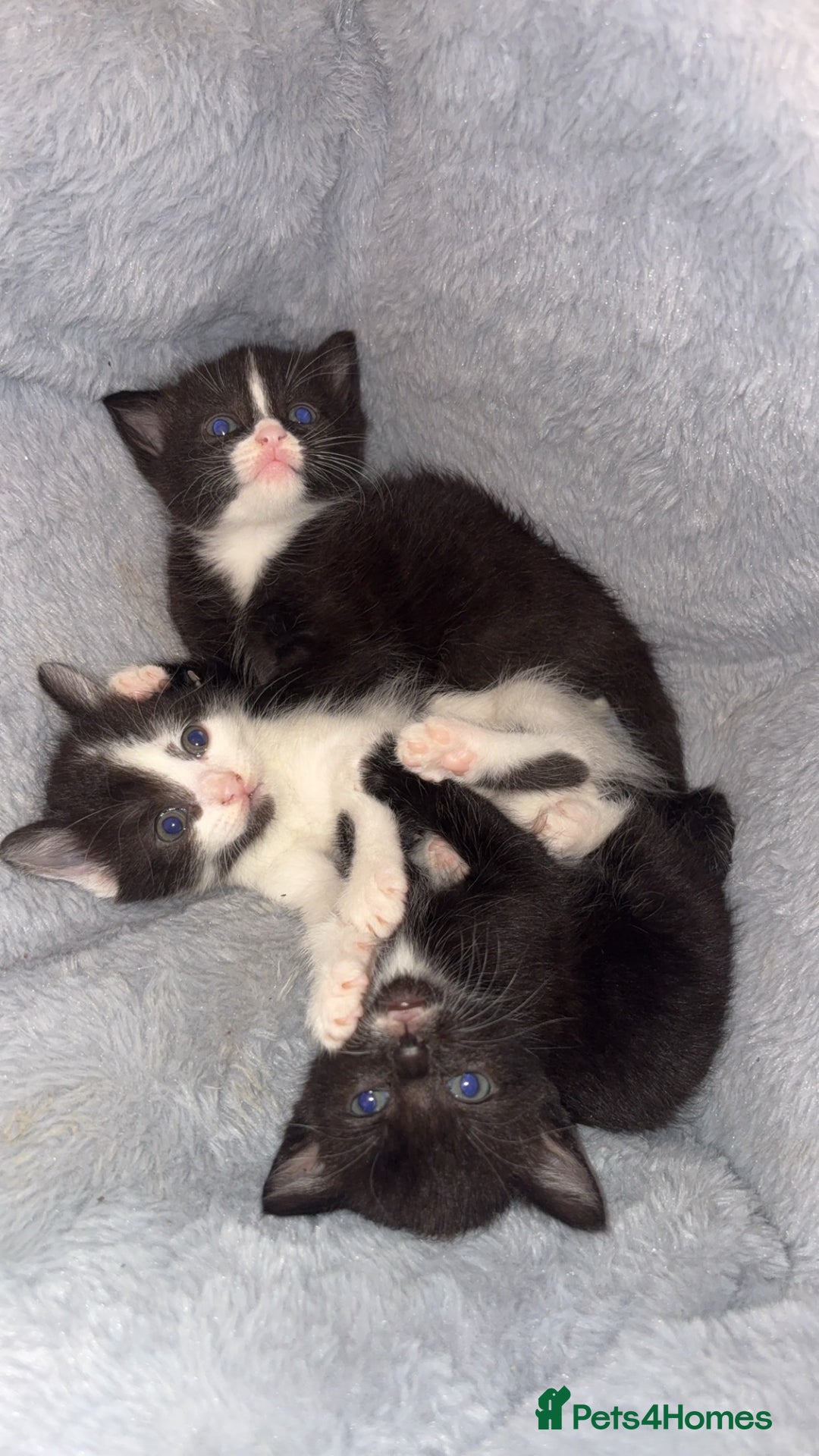 Domestic Shorthair cats for sale: 3 sweet black and white kittens  - Image 5
