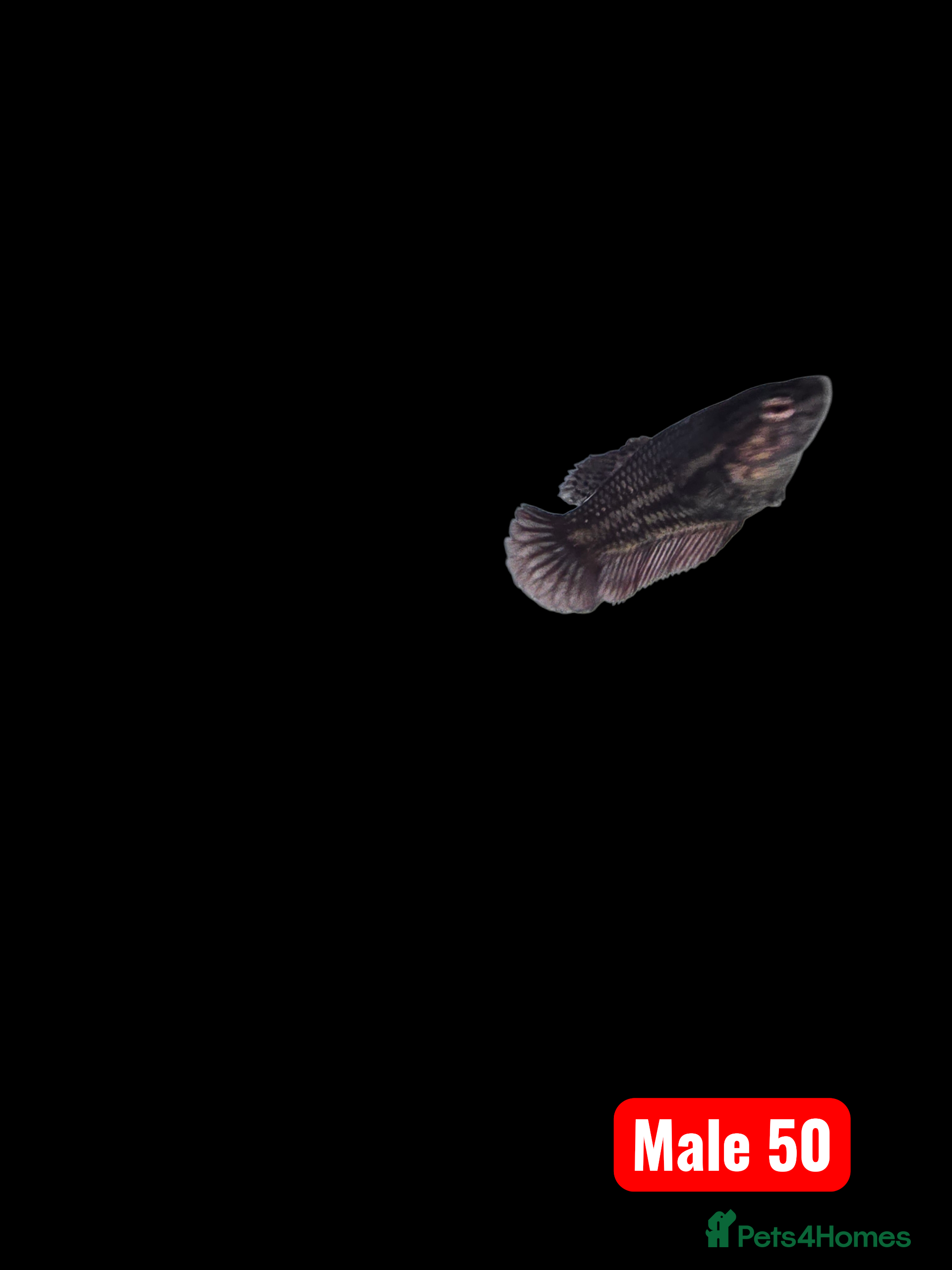 Bettas fish Betta fish - Advert 6