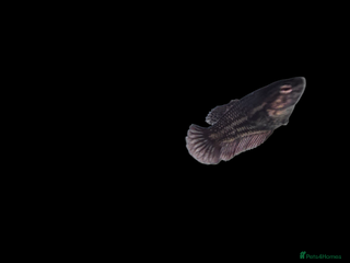 Bettas fish Betta fish - Advert 17