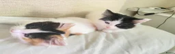 British Longhair cats for sale: Beautiful long haired female cat for sale - Advert 17