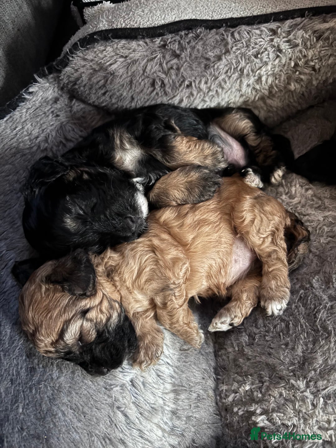 Yorkiepoo dogs for sale: Beautiful yorkipoo puppies - Image 19