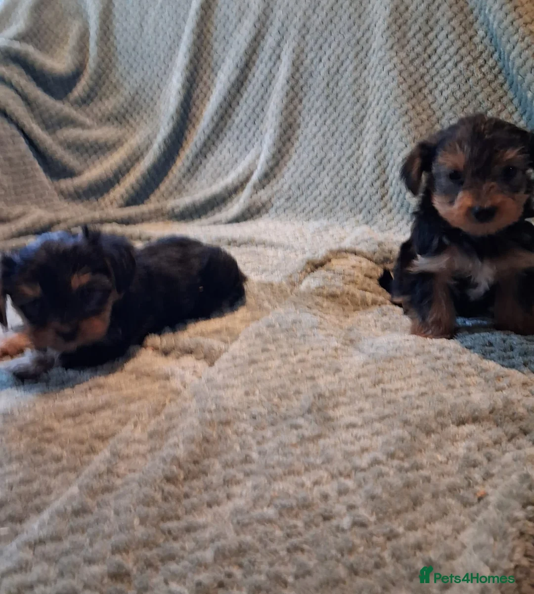 Yorkshire Terrier dogs for sale: Yorkshire terrier puppies  in Coventry - Advert 4