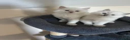 Ragdoll cats for sale: RARE FAWN POINT KITTENS - Advert 6