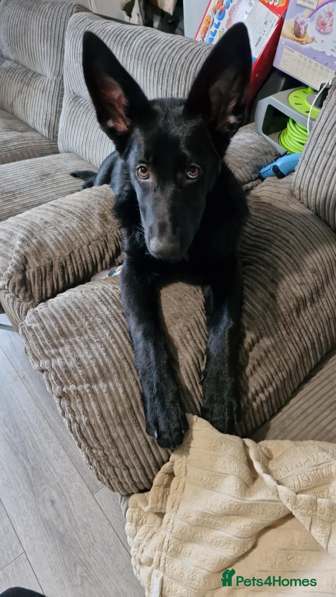 German Shepherd dogs Female All Black German Shepard - Advert 1