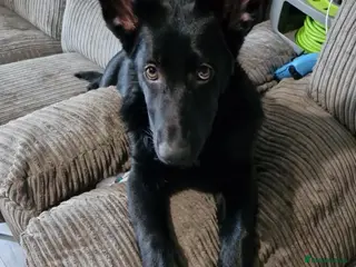 German Shepherd dogs Female All Black German Shepard - Advert 1