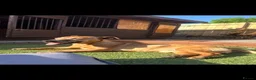 Jack Russell dogs for stud: Jack Russell stud - Advert 2
