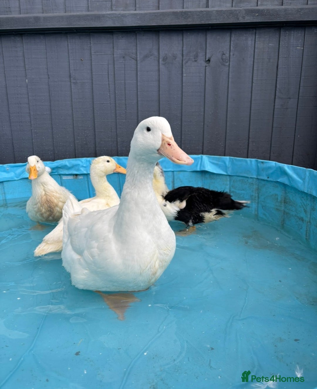 Ducks poultry for sale: 4 Backyard Ducks! 2 Girls 2 Boys  - Image 1