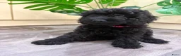 Cavapoo dogs for sale: READY NOW Beautiful f1b black Cavapoos DNA Clear  - Advert 34