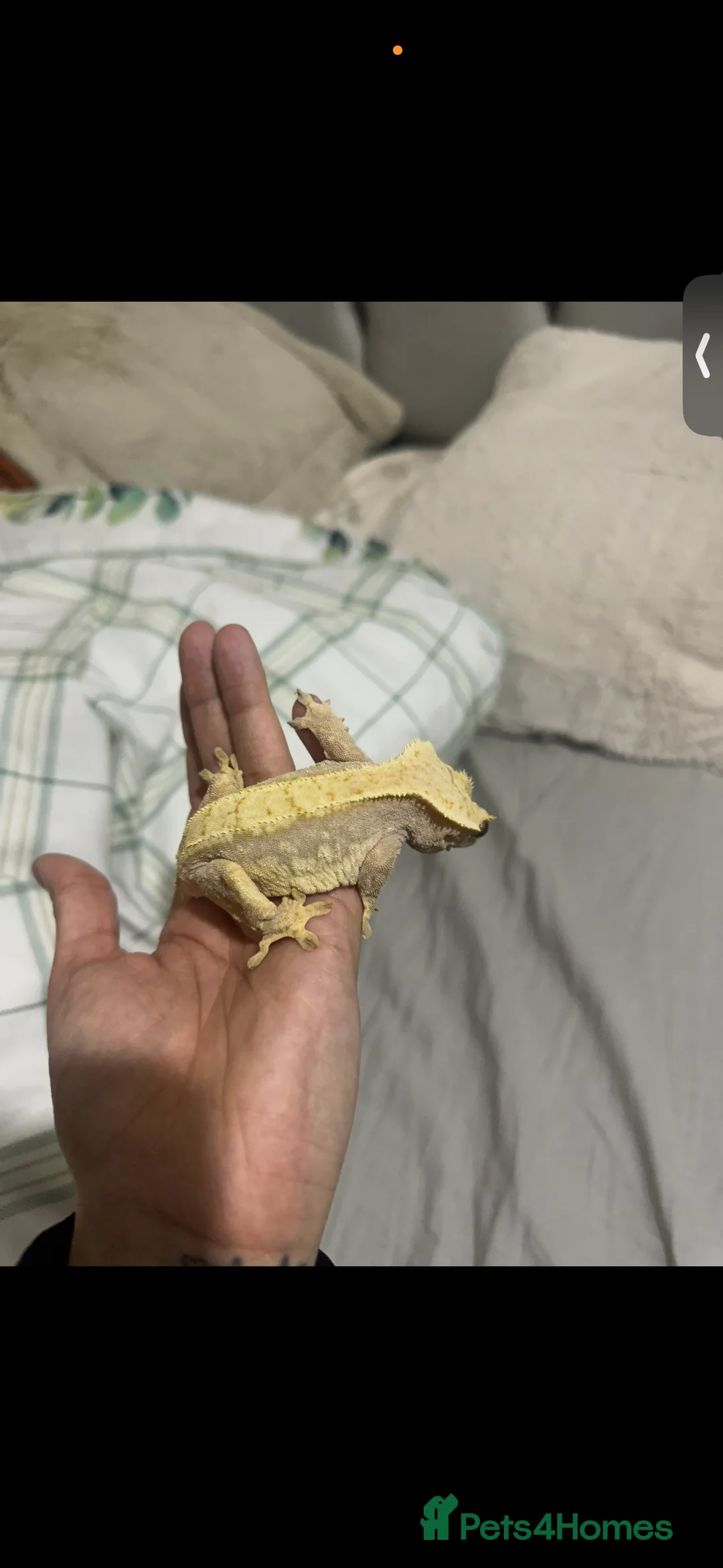 Gecko reptiles for sale: Beautiful female crested gecko - Advert 3