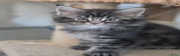 Maine Coon cats for sale: Beautiful Male Maine Coon kittens - Advert 6