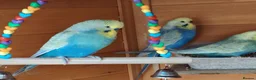 Budgerigars birds for sale: FREE TO KNOWLEDGE HOME 5 VARIOUS COLOURED BUDGIES in Scarborough - Advert 5