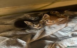 Mixed Breed cats for sale: 7 Beautiful tabby x British Short Hair ready - Image 9