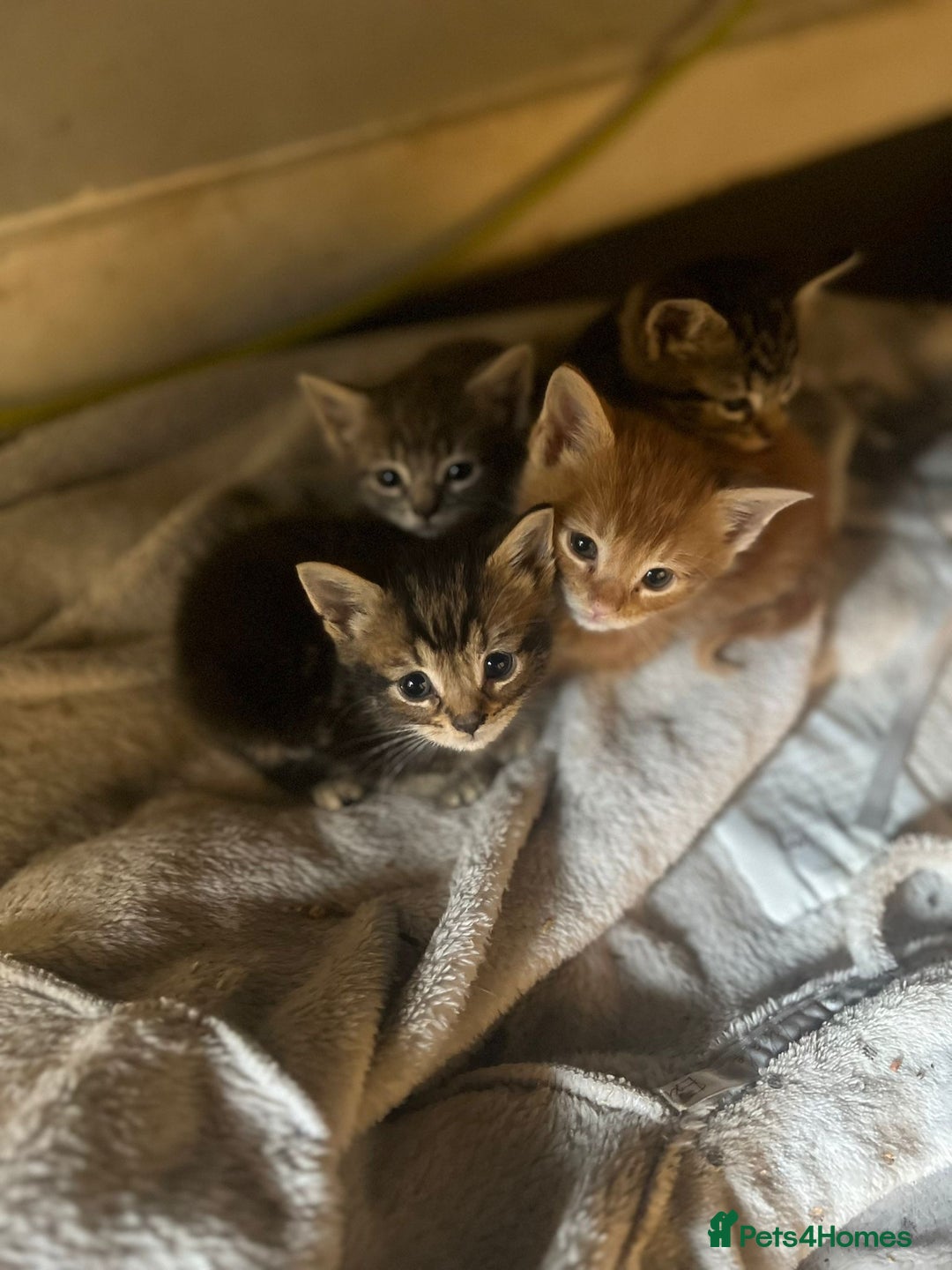 Mixed Breed cats for sale: 7 Beautiful tabby x British Short Hair ready - Image 9
