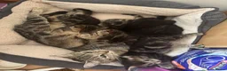 Mixed Breed cats for sale: Adorable kittens 4 tabbies and 2 black  in Harlow - Advert 5