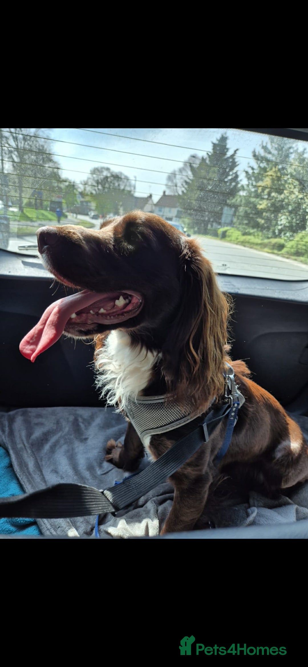 Cocker Spaniel dogs for sale: Lovely boy ready for sale - Advert 4