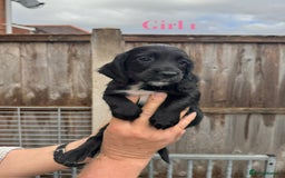 Cocker Spaniel dogs for sale: Working cocker spaniel puppies - Image 5