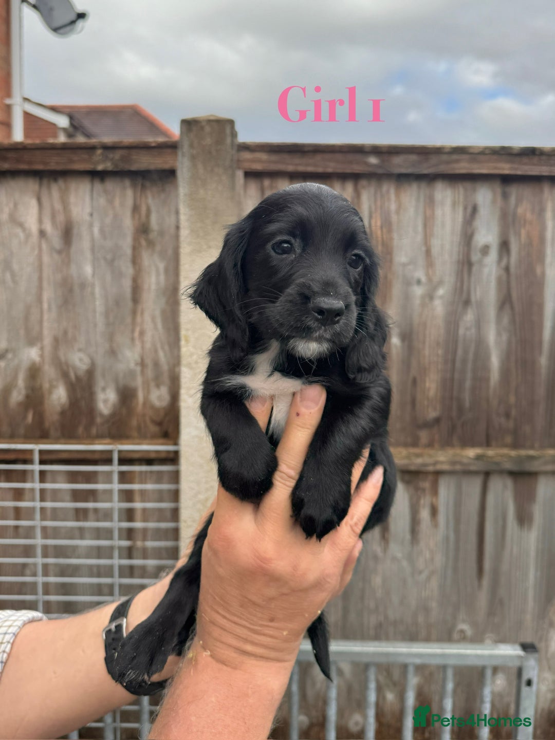 Cocker Spaniel dogs for sale: Working cocker spaniel puppies - Image 5