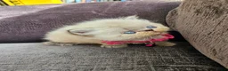 Persian cats for sale: Stunning Top Quality Persian Kittens  - Advert 14