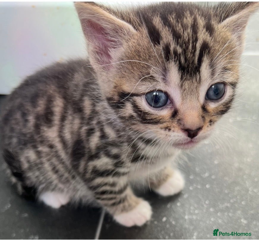 Mixed Breed cats Every Colour Imaginable! Bo's blue-eyed Beauties - Advert 5