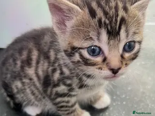 Mixed Breed cats Every Colour Imaginable! Bo's blue-eyed Beauties - Advert 5